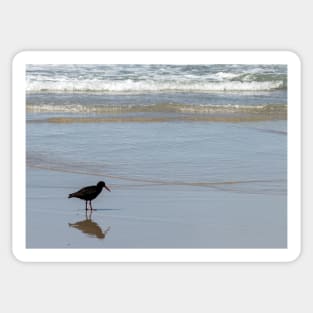 Oyster catcher on Allan's beach, New Zealand Sticker